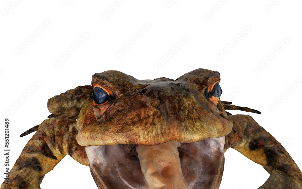 Frog with open mouth on white background Frog with open mouth on white background