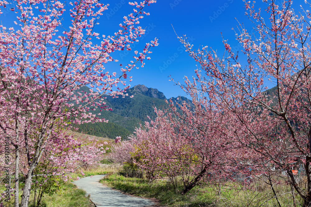 Sunny view of the beautiful cherry blossom in Wuling Farm