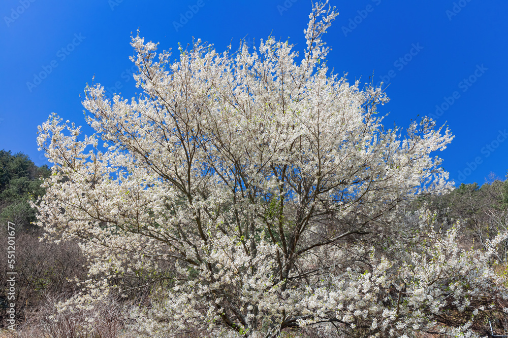 Sunny view of the beautiful pear tree blossom in Wuling Farm Sunny view of the beautiful pear tree blossom in Wuling Farm