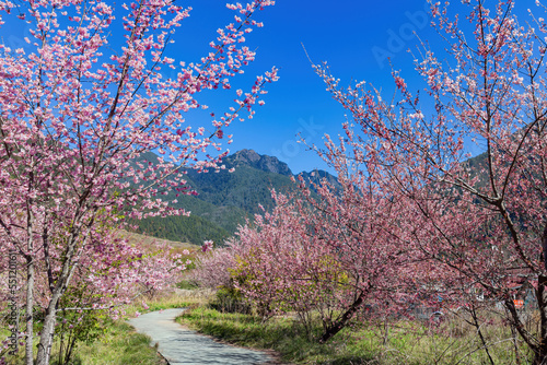 Obraz na płótnie Sunny view of the beautiful cherry blossom in Wuling Farm w salonie