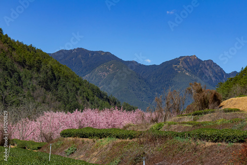 Sunny view of the beautiful cherry blossom in Wuling Farm