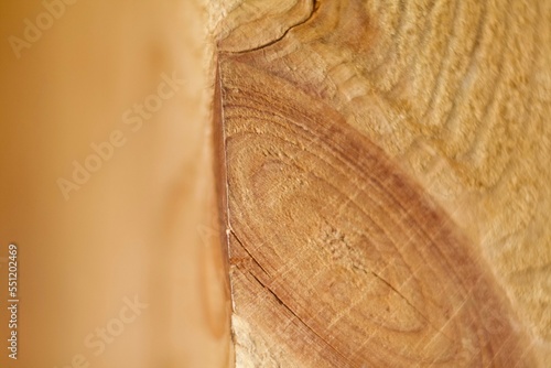 wood
wood
wood texture
background tree
substrate wood wood fiber wood
wood background
wood background substrate texture photo