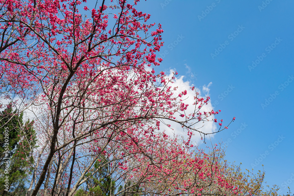 Sunny view of the beautiful cherry blossom