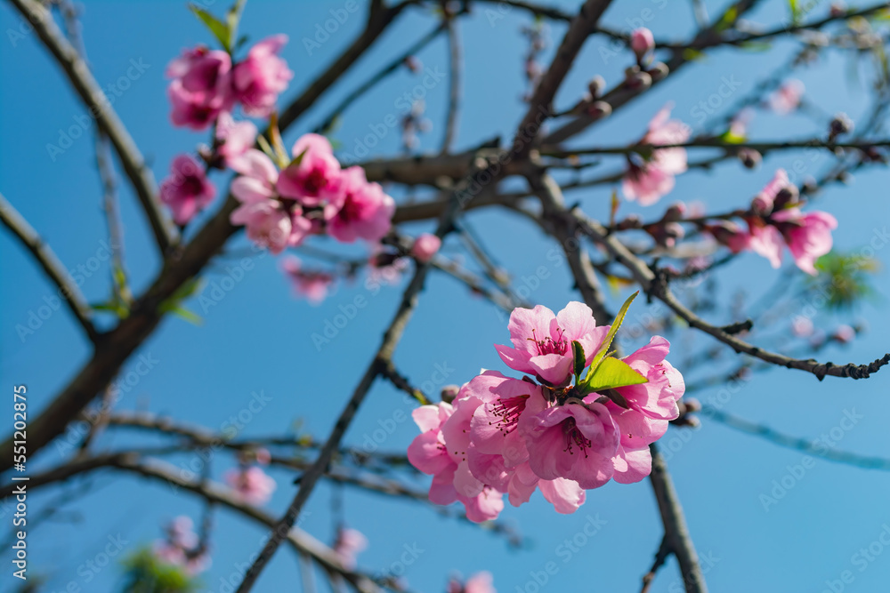 Sunny view of the beautiful cherry blossom Sunny view of the beautiful cherry blossom