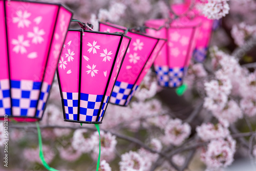 桜とランタン　春の花見のイメージ