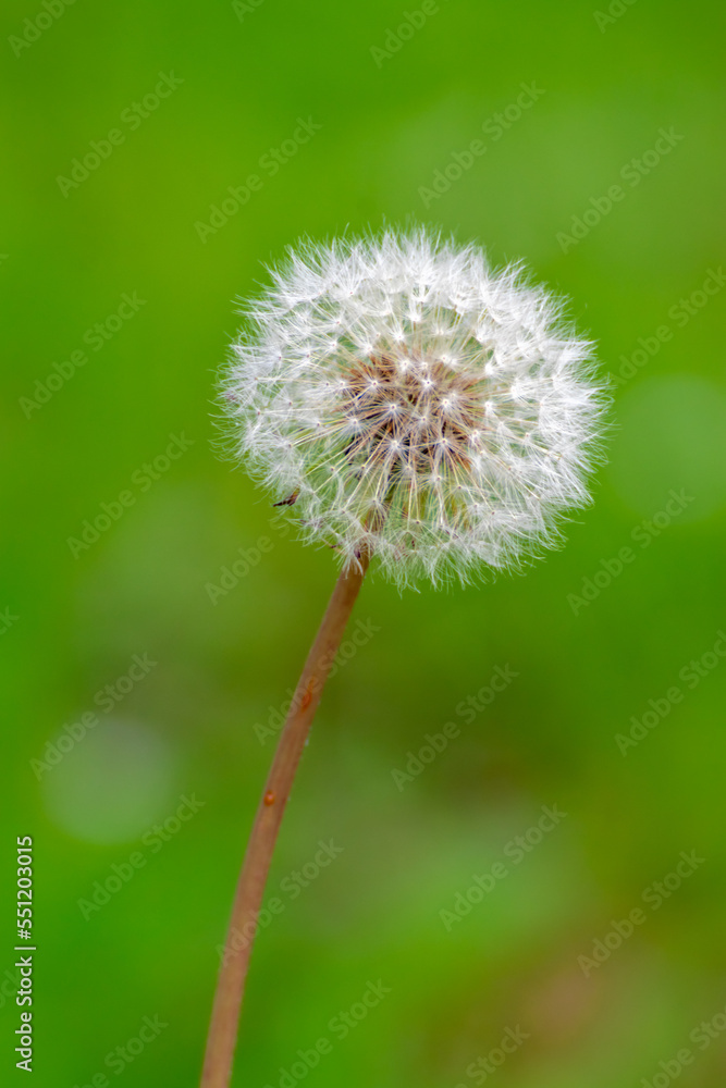 Obraz premium たんぽぽの綿毛