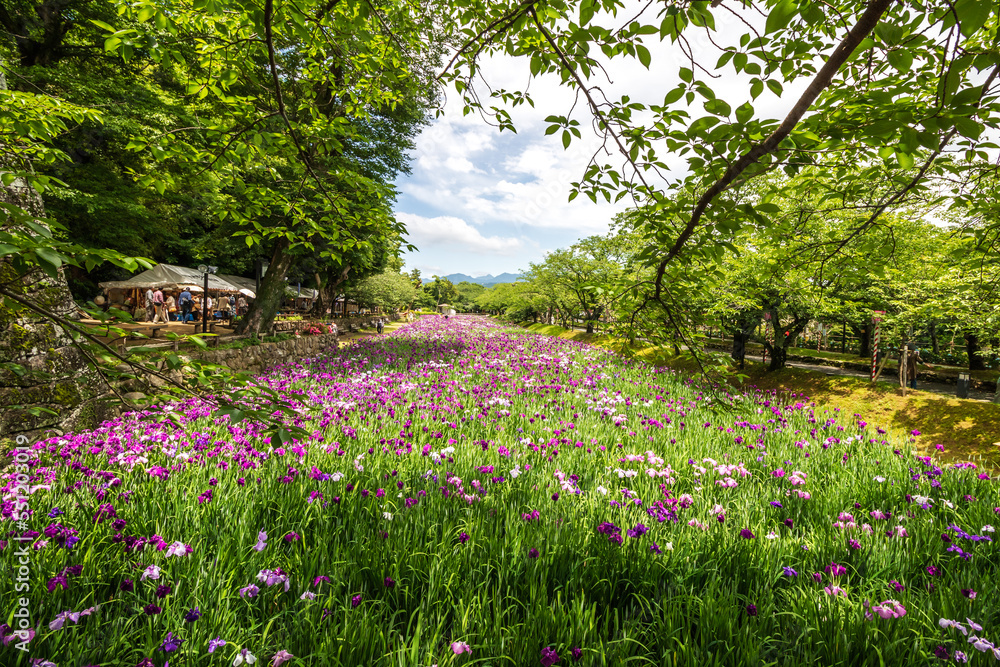Fototapeta premium 花菖蒲園
