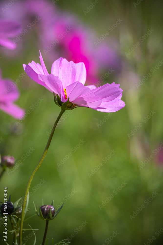 Fototapeta premium コスモスの花 秋のイメージ