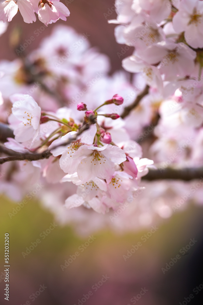 桜の花　春のイメージ