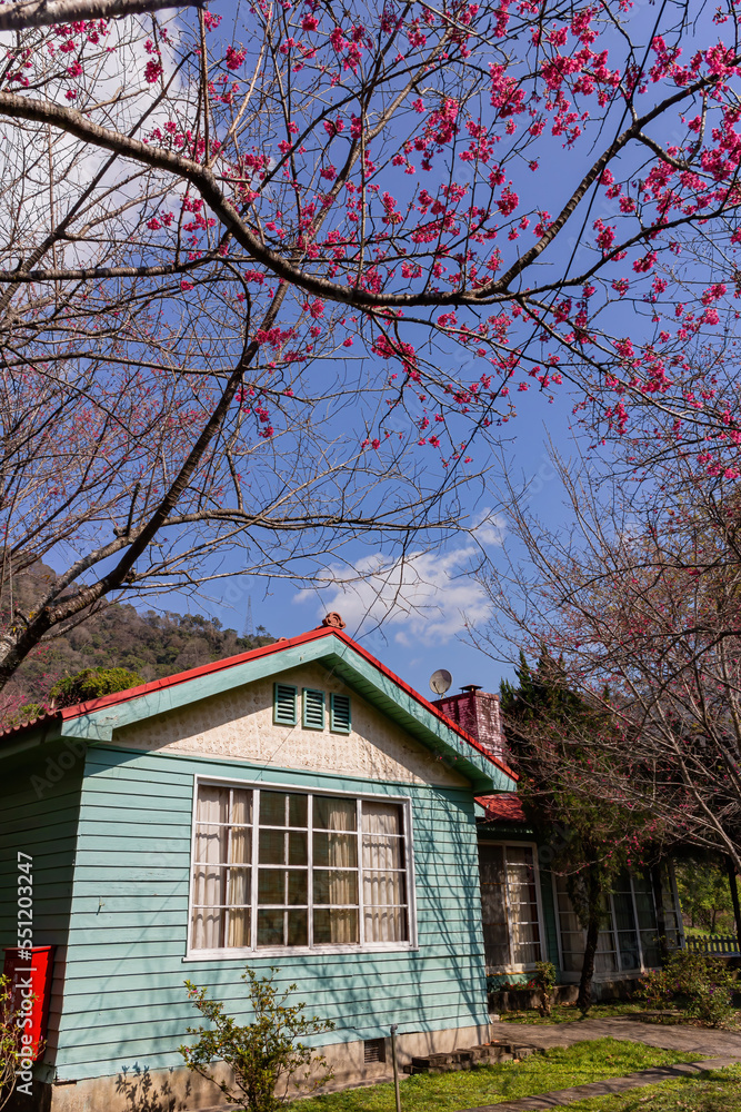 Sunny view of the beautiful cherry blossom Sunny view of the beautiful cherry blossom