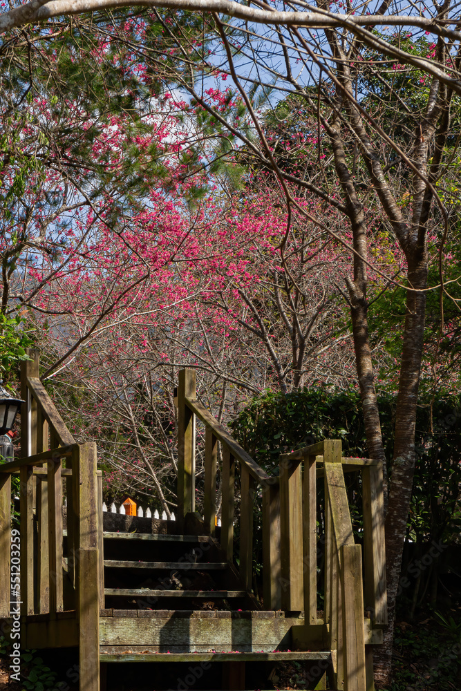 Sunny view of the beautiful cherry blossom