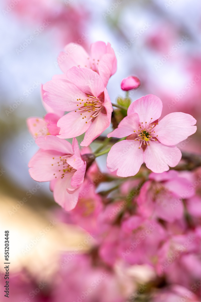 桜の花　春のイメージ