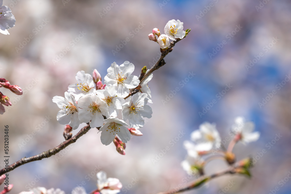 桜の花　春のイメージ