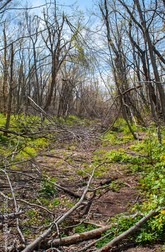 footpath in the woods