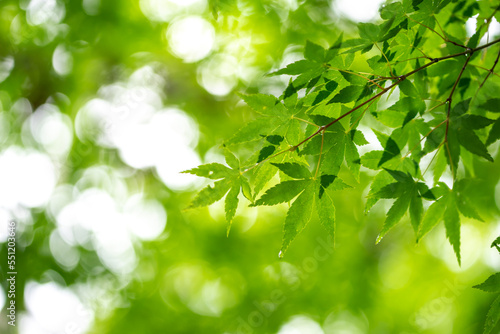緑のモミジ　初夏のイメージ