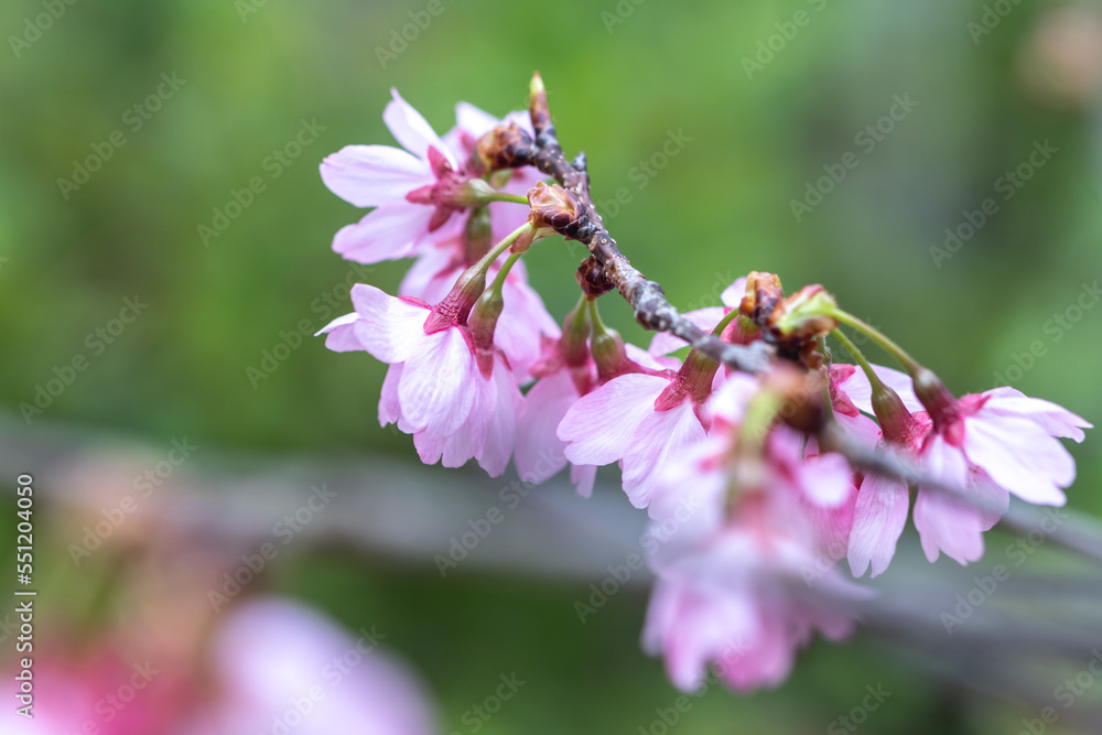 Obraz premium 桜の花 春のイメージ