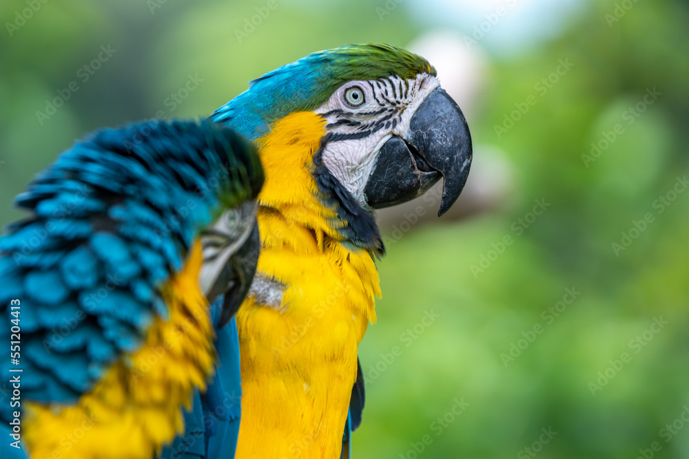 ルリコンゴウインコのポートレート