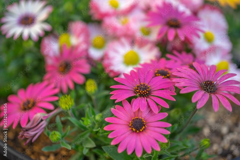 デイジーの花　春のイメイメージ