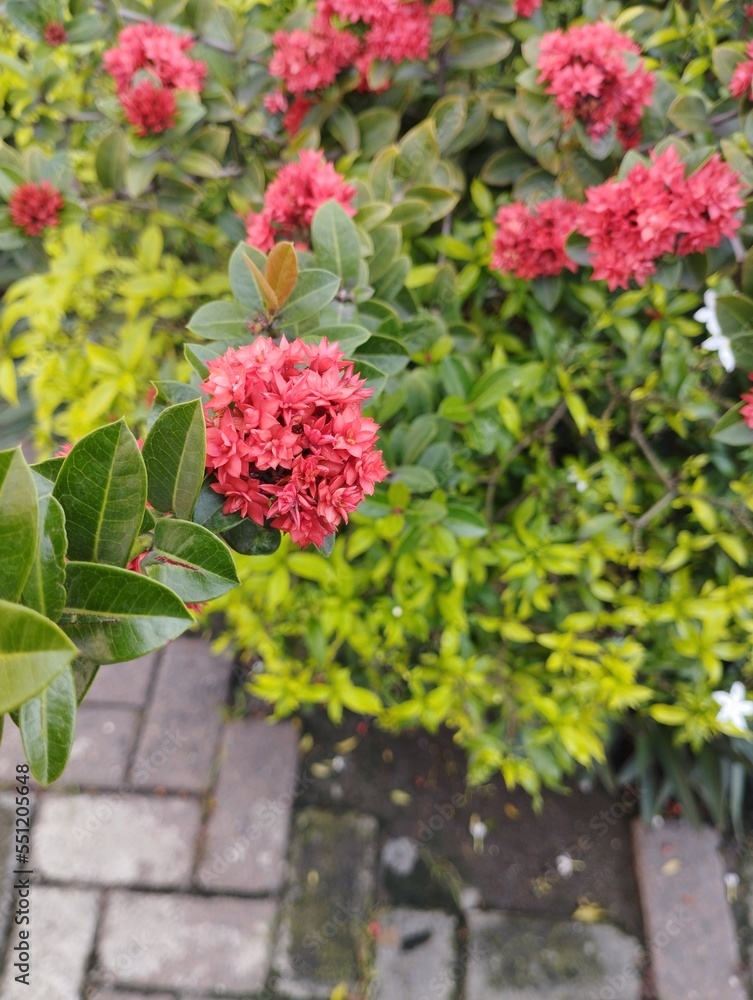 Ixora is a genus of flowering plants in the Rubiaceae family. It is the only genus in the tribe Ixoreae. This genus consists of tropical evergreen trees and shrubs and has about 562 species. Ixora is a genus of flowering plants in the Rubiaceae family. It is the only genus in the tribe Ixoreae. This genus consists of tropical evergreen trees and shrubs and has about 562 species.