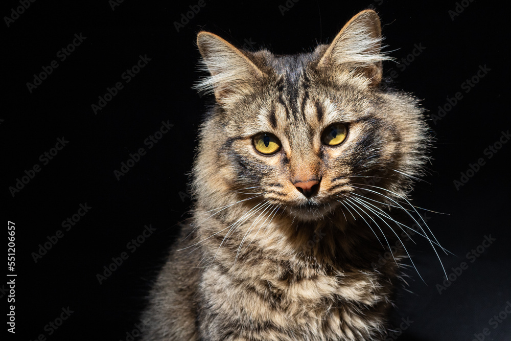 Gato en fondo negro.