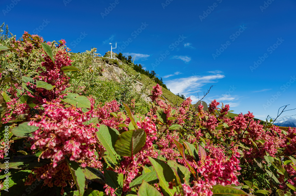 Rumex Flower blossom in the Hehuanshan mountain