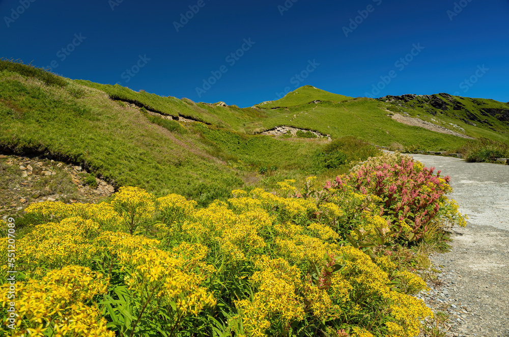 Yellow Flower blossom in the Hehuanshan mountain