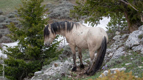 Bilde på lerret Light buckskin stallion wild horse on Pryor Mountain in Wyoming in the western U