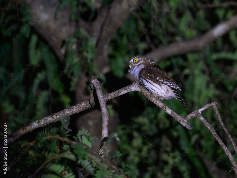 Ferruginous Pygmy-Owl sitting on tree branch at night Ferruginous Pygmy-Owl sitting on tree branch at night