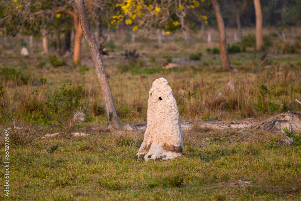 guess which cities have the biggest termite