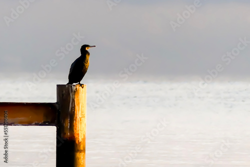 琵琶湖の朝日を見つめるカワウ　滋賀県大津市和邇浜 photo