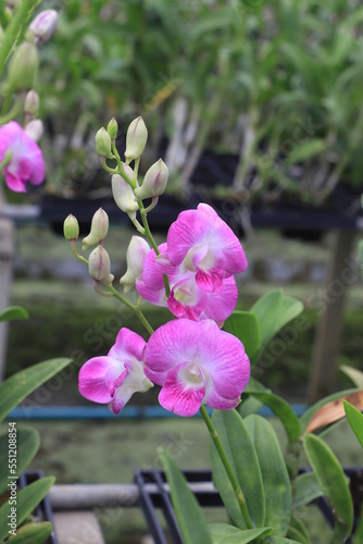 Close up of purple orchid flower.