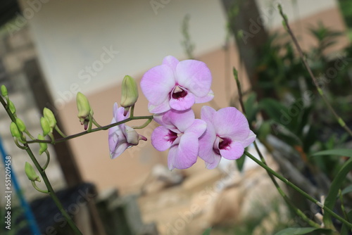 Close up of purple orchid flower.