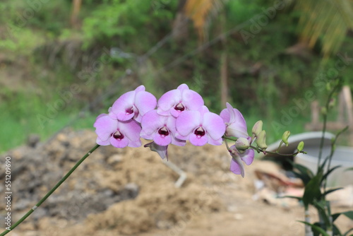 Close up of purple orchid flower.