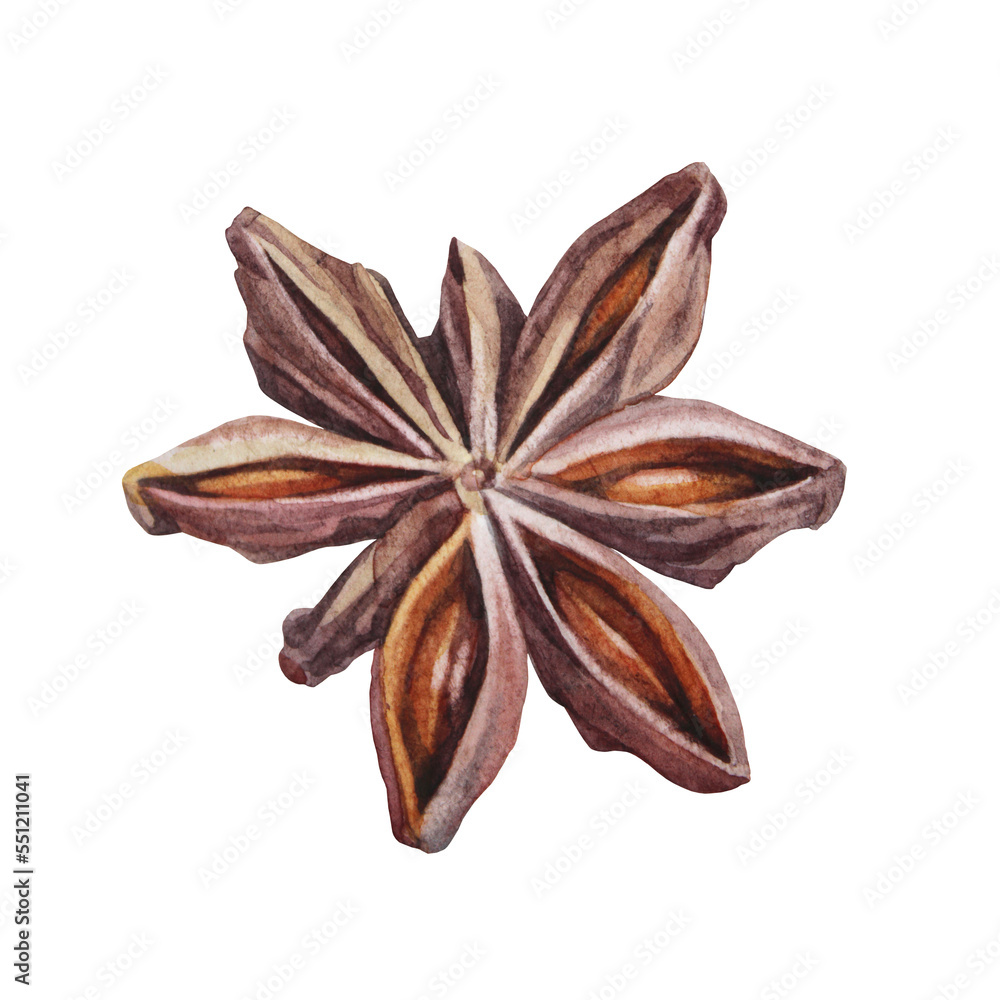 Watercolor badian isolated on white background. Hand-drawn condiment anise for dessert or drink, cookbook or kitchen decor. Aroma brown christmas food. Fragrant clipart for wallpaper wrapping Watercolor badian isolated on white background. Hand-drawn condiment anise for dessert or drink, cookbook or kitchen decor. Aroma brown christmas food. Fragrant clipart for wallpaper wrapping
