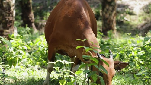 Native cattle from the Indonesian island of Madura or Bos sondaicus, are eating grass that grows in oil palm plantations. photo