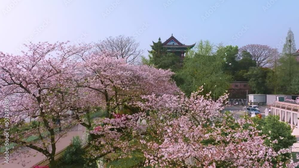 Wuhan Hanyang River beach Qingchuan Pavilion Park and cherry blossom scenery Wuhan Hanyang River beach Qingchuan Pavilion Park and cherry blossom scenery