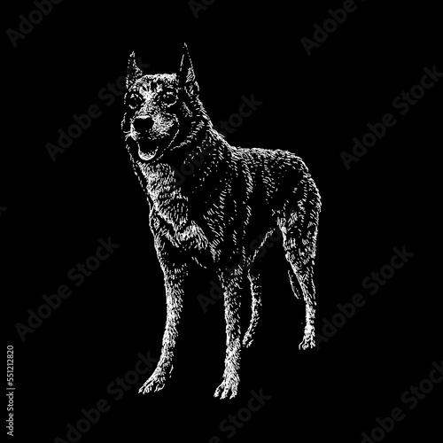 Alaskan Husky hand drawing vector isolated on black background.