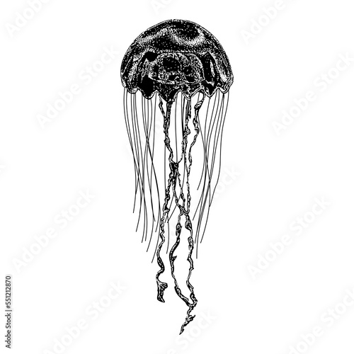 Jellyfish hand drawing vector illustration isolated on background