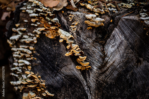 Mushrooms on the wood in the Forest.