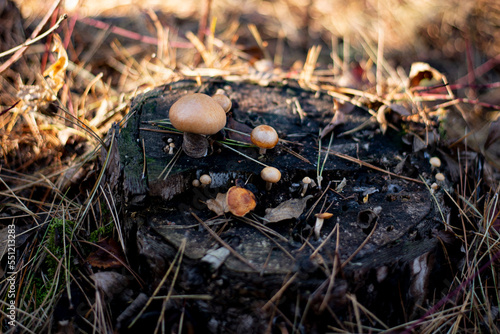 Mushrooms on the wood in the Forest.