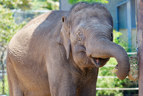 Indian elephant