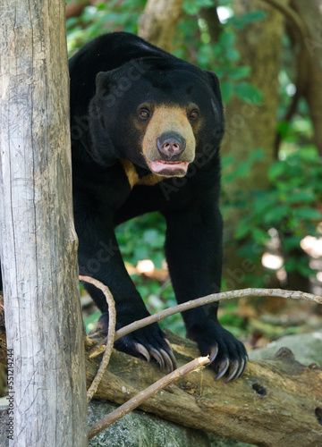 Sun bear