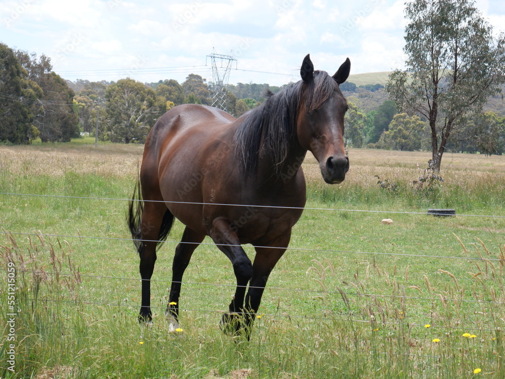 Paint horse, stock horse and nature. Paint horse, stock horse and nature.