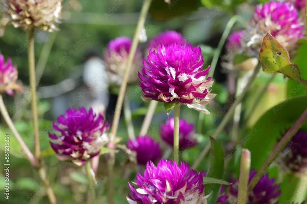 Megamendung, Bogor, Indonesia – October 30, 2022: Gomphrena Globosa, Commonly Known As Globe Amaranth, With Selected Focus. Megamendung, Bogor, Indonesia – October 30, 2022: Gomphrena Globosa, Commonly Known As Globe Amaranth, With Selected Focus.