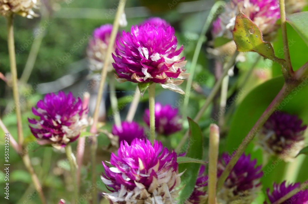 Megamendung, Bogor, Indonesia – October 30, 2022: Gomphrena Globosa, Commonly Known As Globe Amaranth, With Selected Focus. Megamendung, Bogor, Indonesia – October 30, 2022: Gomphrena Globosa, Commonly Known As Globe Amaranth, With Selected Focus.