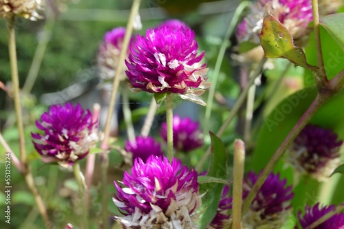 Megamendung  Bogor  Indonesia     October 30  2022  Gomphrena Globosa  Commonly Known As Globe Amaranth  With Selected Focus.