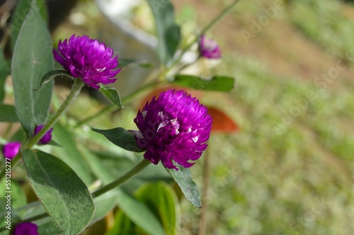 Megamendung, Bogor, Indonesia – October 30, 2022: Gomphrena Globosa, Commonly Known As Globe Amaranth, With Selected Focus. photo