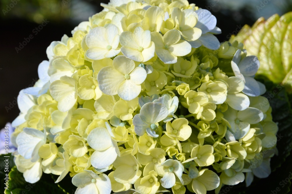 Megamendung, Bogor, Indonesia – October 30, 2022: Hydrangea Macrophylla Common Names Include Bigleaf Hydrangea, French Hydrangea, Lacecap Hydrangea, Mophead Hydrangea, Penny Mac And Hortensia Megamendung, Bogor, Indonesia – October 30, 2022: Hydrangea Macrophylla Common Names Include Bigleaf Hydrangea, French Hydrangea, Lacecap Hydrangea, Mophead Hydrangea, Penny Mac And Hortensia