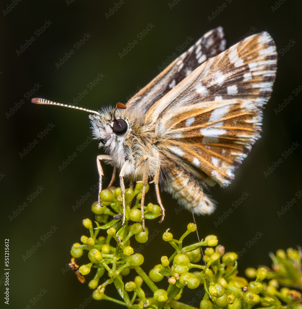 Obraz premium Macrophotography of a Grizzled Skipper Butterfly (Pyrgus malvae) on a plant. Extremely close-up and details.