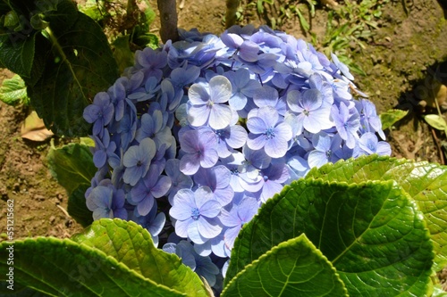 Megamendung, Bogor, Indonesia – October 30, 2022: Hydrangea Macrophylla Common Names Include Bigleaf Hydrangea, French Hydrangea, Lacecap Hydrangea, Mophead Hydrangea, Penny Mac And Hortensia photo